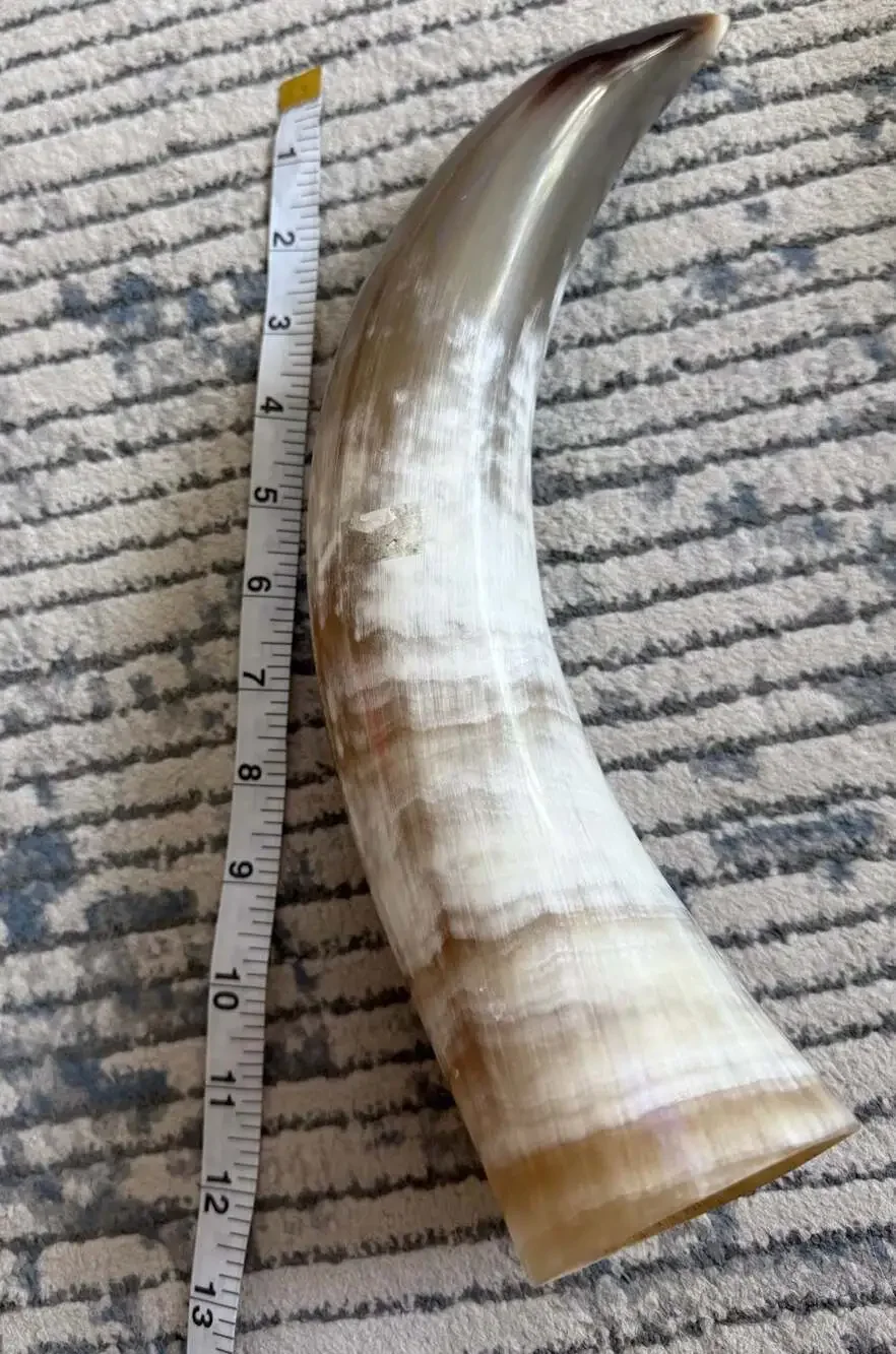 Natural Polished Steer Drinking Horn 13-Inch Decorative Horn